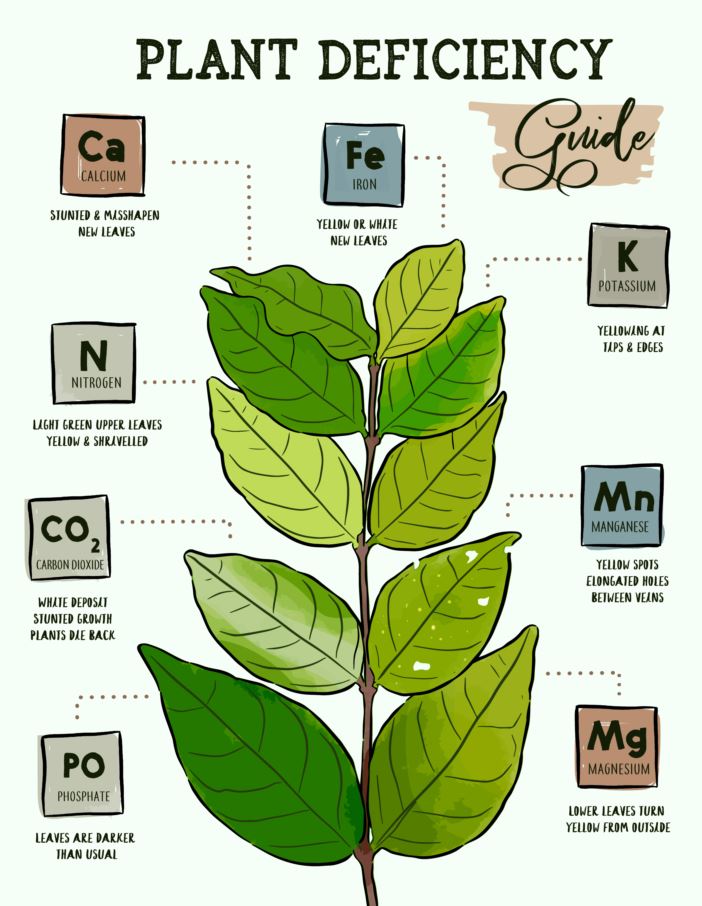 plant-nutrients-and-their-functions-haifa-group